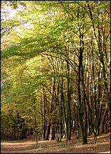 Kulturrundweg Partenstein