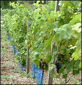 Erlenbacher Weinwanderweg 7