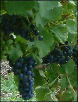 Wein -und Naturwanderweg Retzstadt